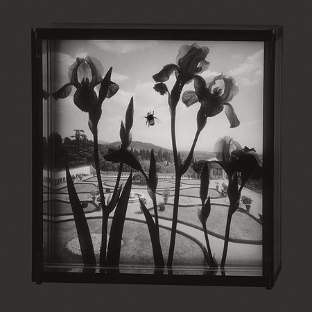 Italian Garden with Bee, 1996
