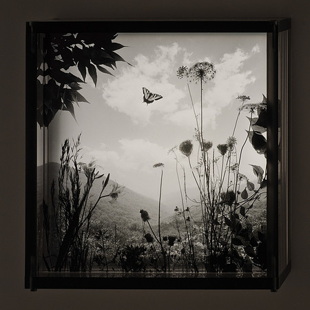 Landscape with Butterfly,1993,1-20