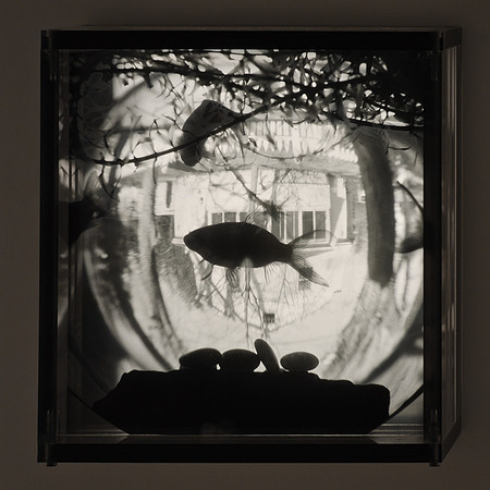 Goldfish at Home,1996,1-20