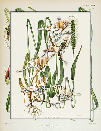 Biodiversity-29, 2018