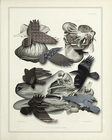 Biodiversity-11, 2018