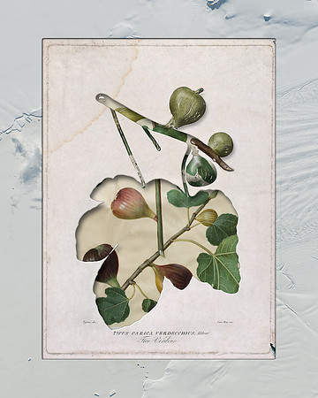 Biodiversity-16, 2018