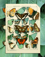 Biodiversity-32, 2018
