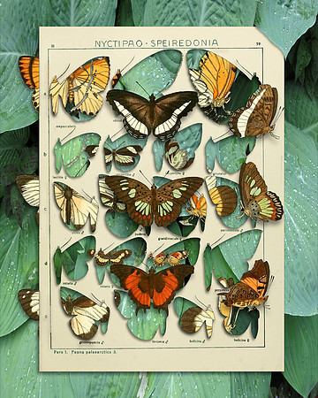 Biodiversity-32, 2018
