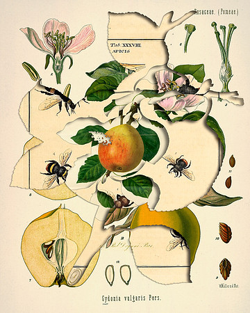 Biodiversity-26, 2018