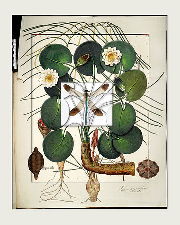 Biodiversity-18, 2018