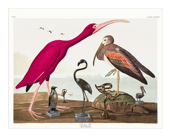 Audubon+, Plate-397