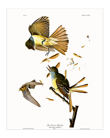 Audubon+, Plate-129