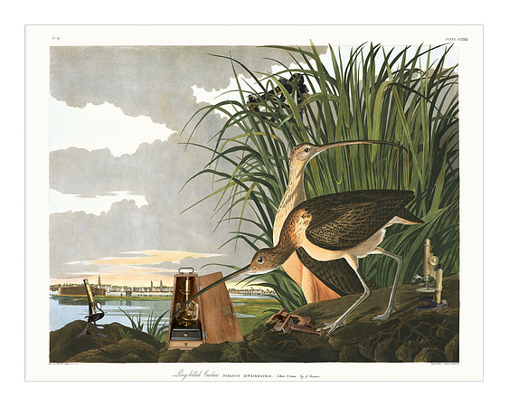 Audubon+, Plate-231