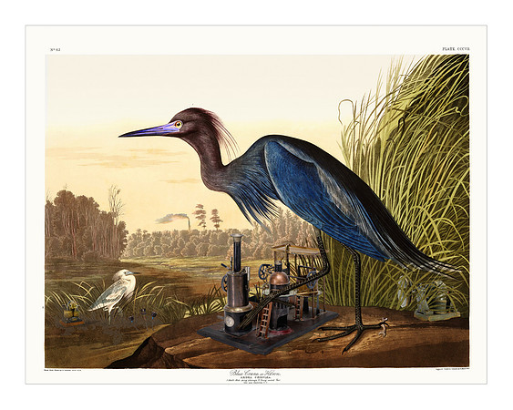 Audubon+, Plate-307