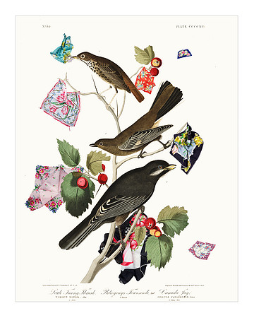 Audubon+, Plate-219