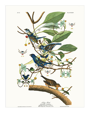 Audubon+, Plate-74