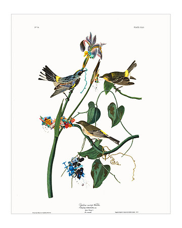 Audubon+, Plate-153