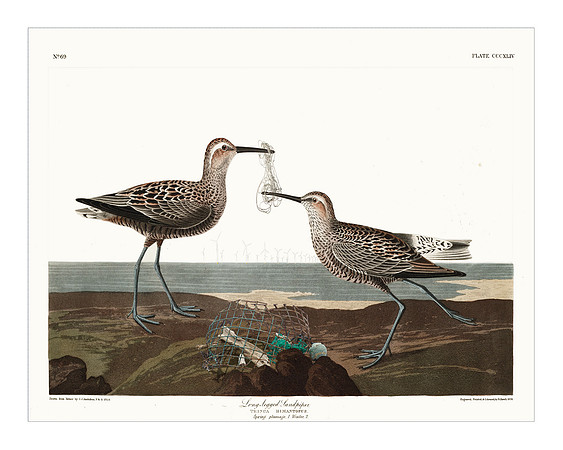 Audubon+, Plate-344
