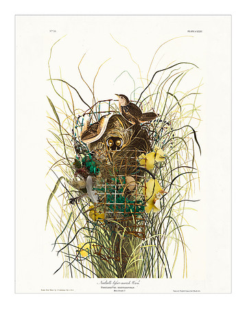Audubon+, Plate-175