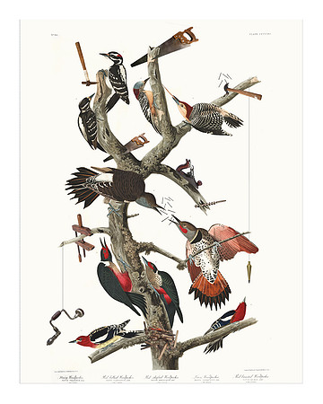 Audubon+, Plate-416