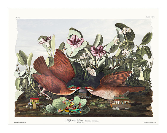 Audubon+, Plate-167