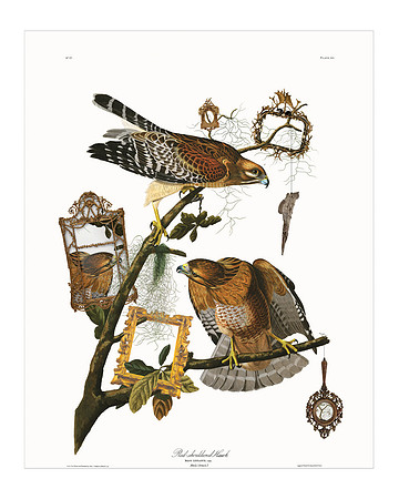 Audubon+, Plate-56