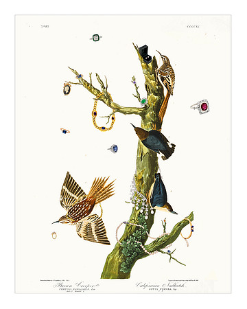 Audubon+, Plate-415