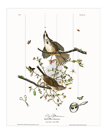 Audubon+, Plate-25