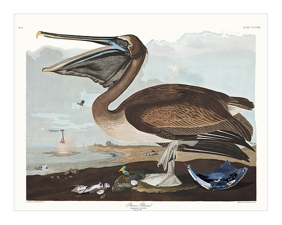 Audubon+, Plate-421