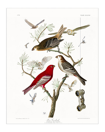 Audubon+, Plate-358