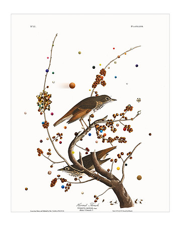 Audubon+, Plate-58