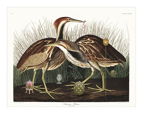 Audubon+, Plate-337