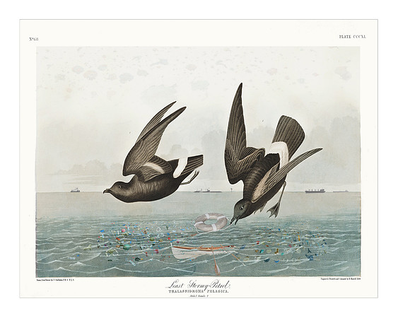 Audubon+, Plate-340
