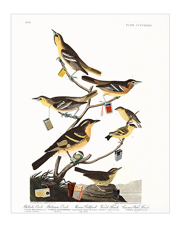 Audubon+, Plate-433