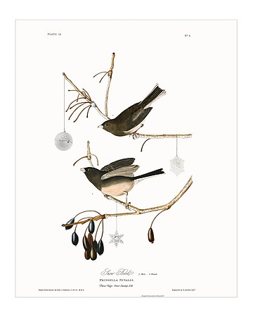 Audubon+, Plate-13