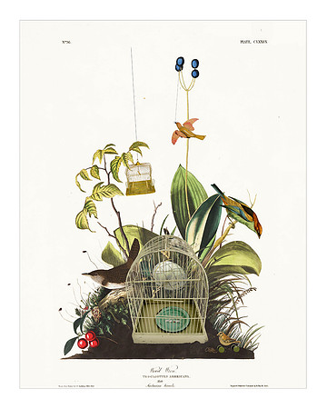 Audubon+, Plate-179