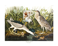 Audubon+, Plate-236