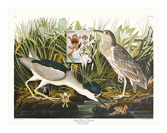Audubon+, Plate-236