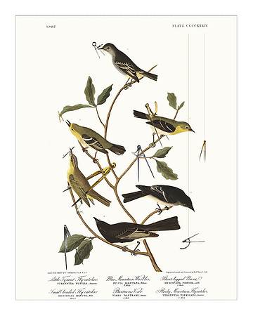 Audubon+, Plate-434