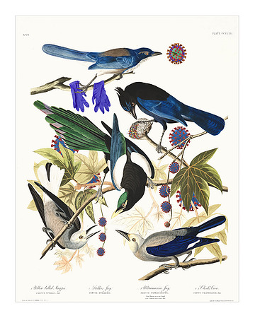 Audubon+, plate-362