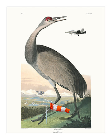Audubon+, Plate-261