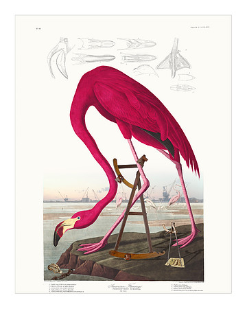 Audubon+, Plate-431