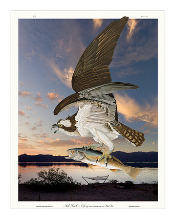 Audubon+, Plate-81