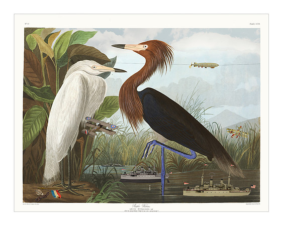 Audubon+, Plate-256