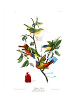 Audubon+, Plate-53