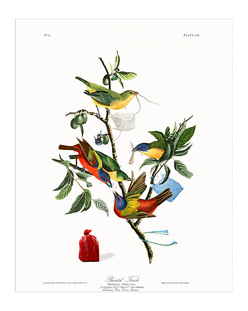 Audubon+, Plate-53