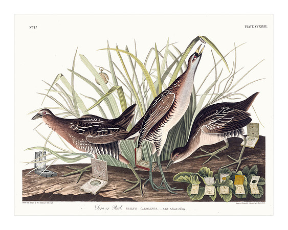Audubon+, Plate-233