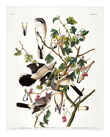 Audubon+, Plate-192