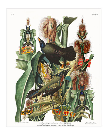 Audubon+, Plate-07