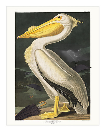 Audubon+, Plate-311