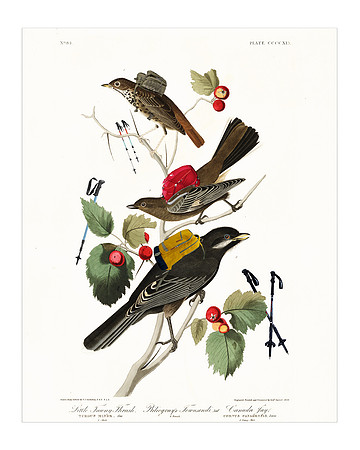 Audubon+, Plate-419