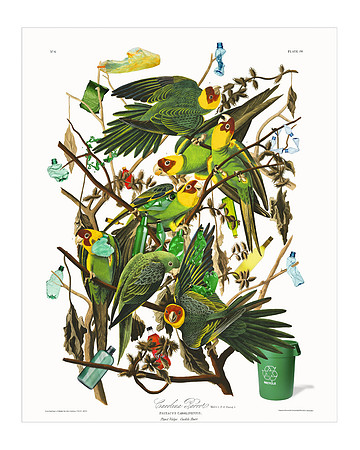 Audubon+, Plate-26