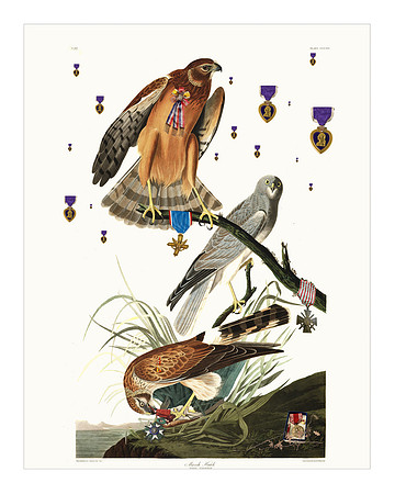 Audubon+, Plate-356