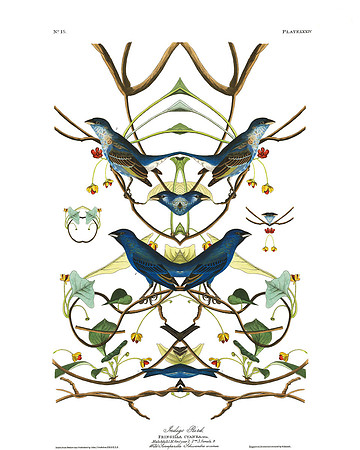Plate-74, Indigo Bird